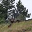 Black Bear, Yellowstone