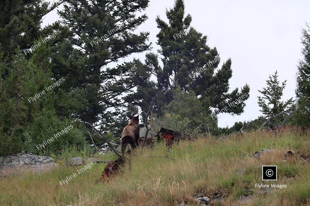 Black Bear, Yellowstone