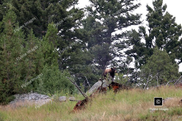 Black Bears in Yellowstone