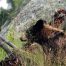 Black Bear, Slough Creek Area, Yellowstone National Park