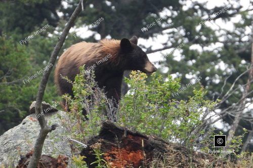 Black Bear in Yellowstone National Park