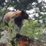 Black Bear in Yellowstone National Park