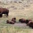 Yellowstone Bison Herd, Lamar Valley, Buffalo