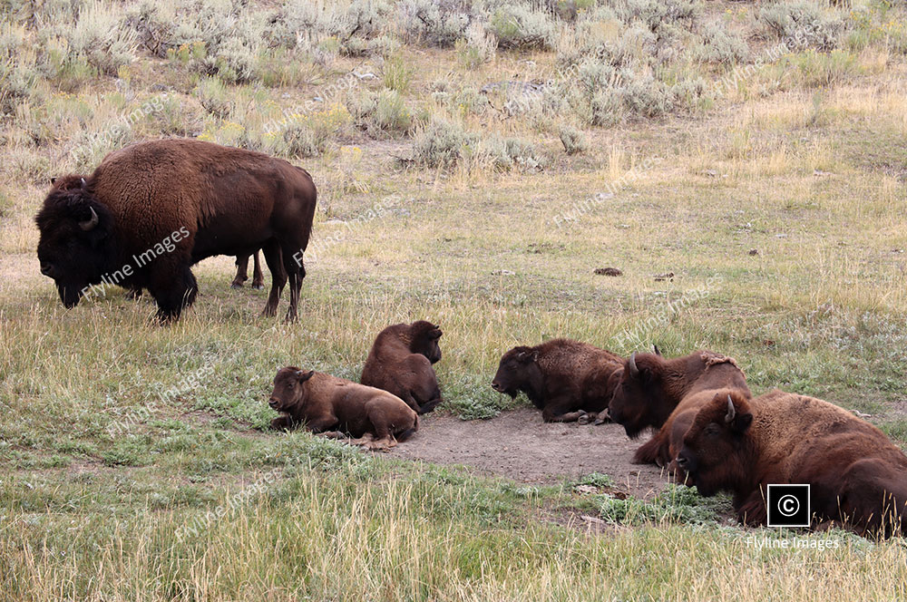 Yellowstone Bison Herd, Lamar Valley, Buffalo