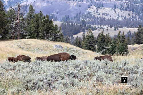 Buffalo, Yellowstone National Park, Roosevelt District Near Lamar Valley