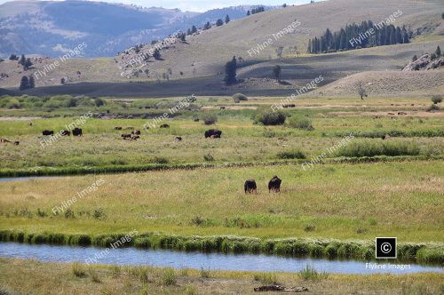 Buffalo, Yellowstone Bison, Buffalo Feeding On Slough Creek