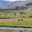 Buffalo, Yellowstone Bison, Buffalo Feeding On Slough Creek