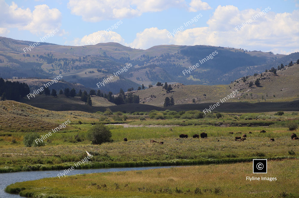 Buffalo, Yellowstone Bison, Buffalo Feeding On Slough Creek