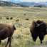 Buffalo, Yellowstone National Park, Roosevelt District Near Lamar Valley