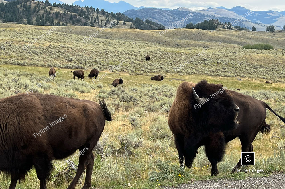 Buffalo, Yellowstone National Park, Roosevelt District Near Lamar Valley
