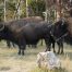 Buffalo, Bison, Buffalo Herds, Yellowstone National Park