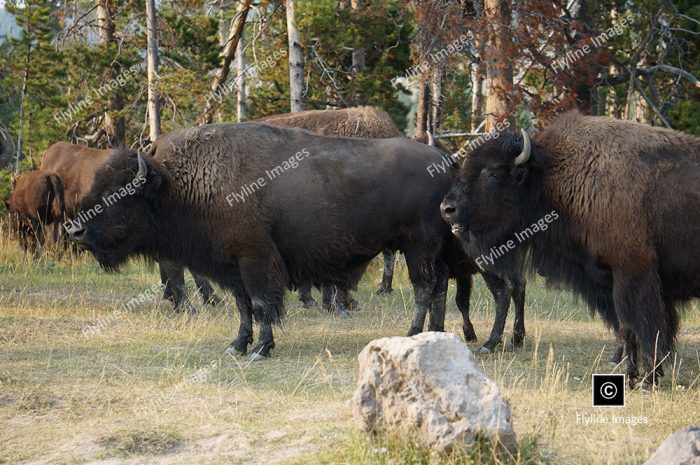 Buffalo, Bison, Buffalo Herds, Yellowstone National Park