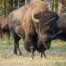 Buffalo, Bison, Buffalo Herds, Yellowstone National Park