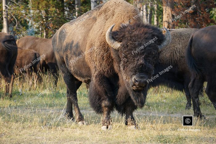 Buffalo, Bison, Buffalo Herds, Yellowstone National Park