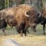 Buffalo, Bison, Buffalo Herds, Yellowstone National Park