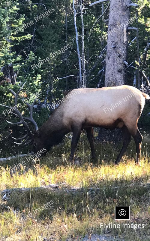 Bull Elk, Yellowstone National Park
