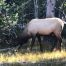 Bull Elk, Yellowstone National Park