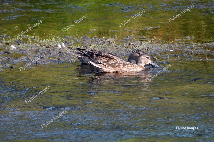 Ducks, Ducks on Trout Lake, Yellowstone National Park