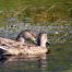 Ducks, Trout Lake, Yellowstone National Park