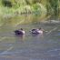 Ducks on Trout Lake, Yellowstone,