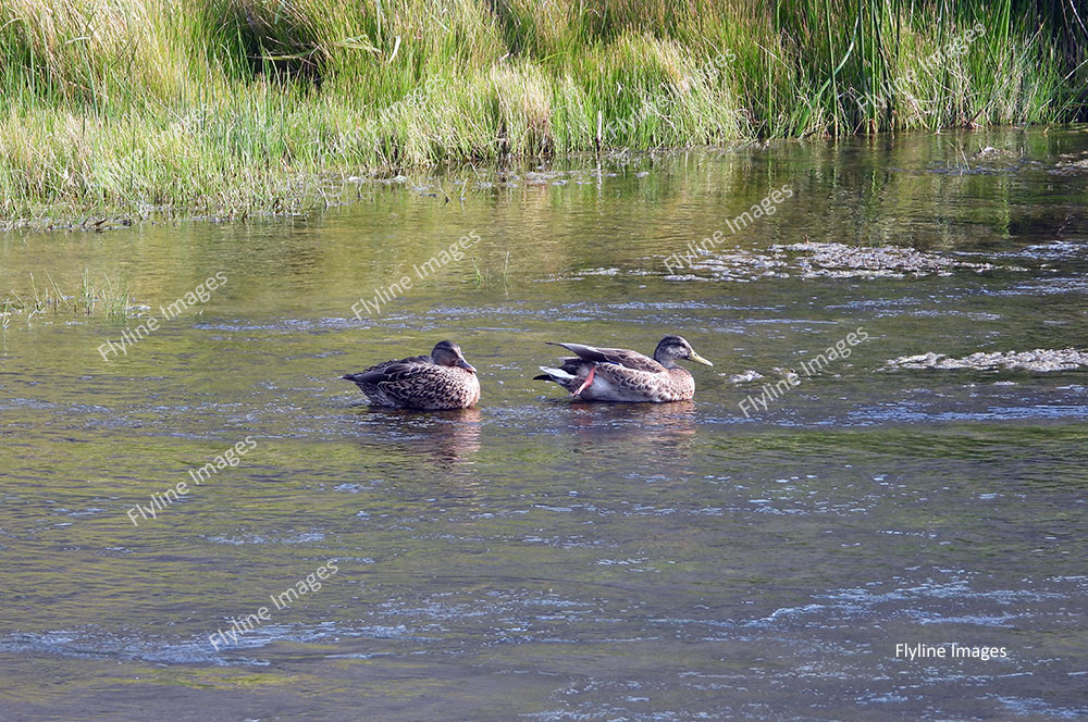 Ducks on Trout Lake, Yellowstone,