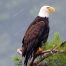 Eagle, Bald Eagle, Big Canoe, Lake Petit, Epic Eagle Photograph