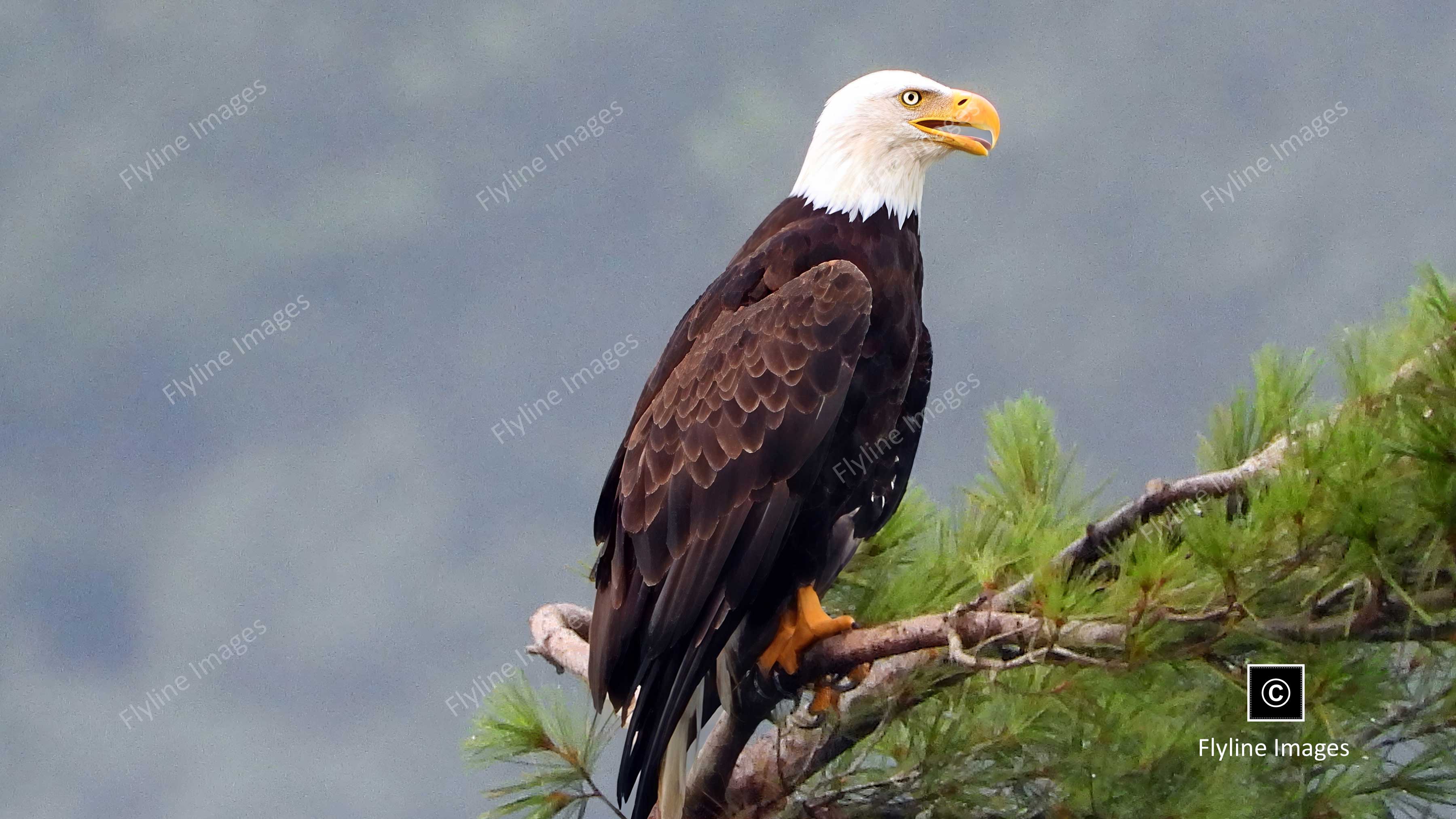 Eagle, Bald Eagle, Big Canoe, Lake Petit, Epic Eagle Photograph