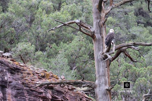 Eagle, Bald Eagle, Green River, Utah