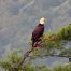 Eagle, Bald Eagle, Big Canoe, Lake Petit, Epic Eagle Photograph