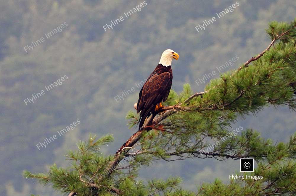 Eagle, Bald Eagle, Big Canoe, Lake Petit, Epic Eagle Photograph