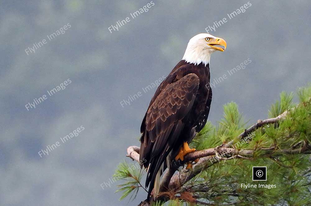 Eagle, Bald Eagle, Big Canoe, Lake Petit, Epic Eagle Photograph