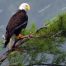 American Bald Eagle