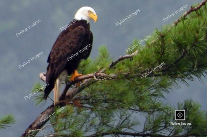 American Bald Eagle