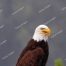 American Bald Eagle