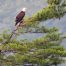 Bald Eagle, Eagle