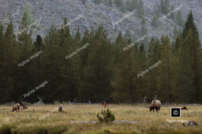 Elk