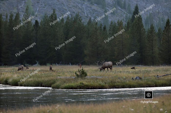 Elk