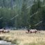 Yellowstone Elk Herd