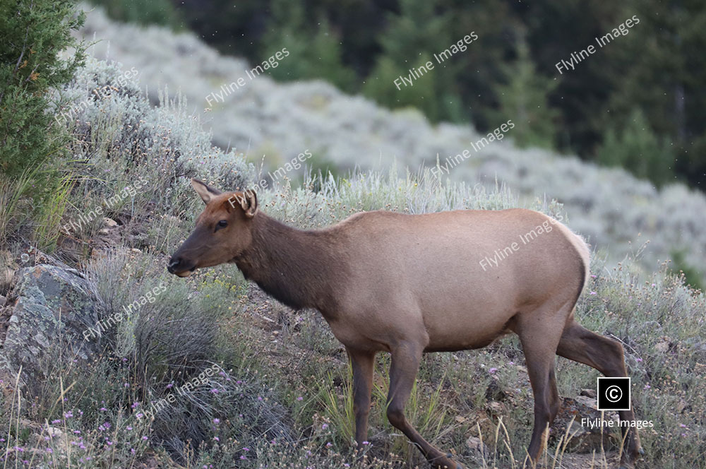 Yellowstone Elk, Mammoth Hot Springs, Elk Herds of Yellowstone