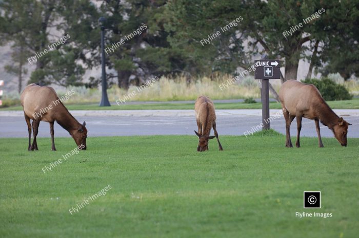 Yellowstone Elk, Mammoth Hot Springs, Elk Herds of Yellowstone