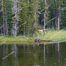 Yellowstone National Park, Bull Elk, Wildlife In Yellowstone