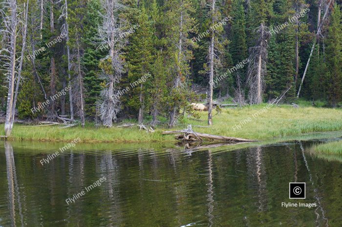 Yellowstone National Park, Bull Elk, Wildlife In Yellowstone