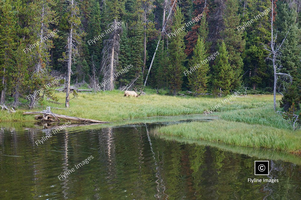 Yellowstone National Park, Bull Elk, Wildlife In Yellowstone