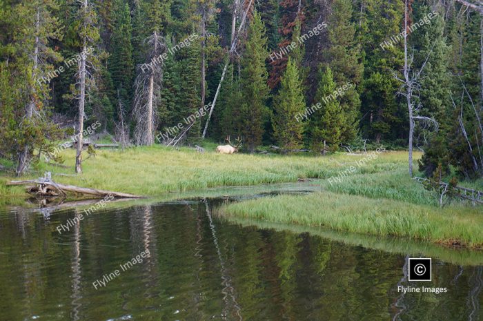 Yellowstone National Park, Bull Elk, Wildlife In Yellowstone