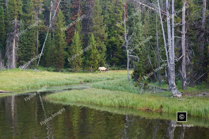 Yellowstone National Park, Bull Elk, Wildlife In Yellowstone