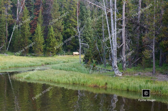 Yellowstone National Park, Bull Elk, Wildlife In Yellowstone