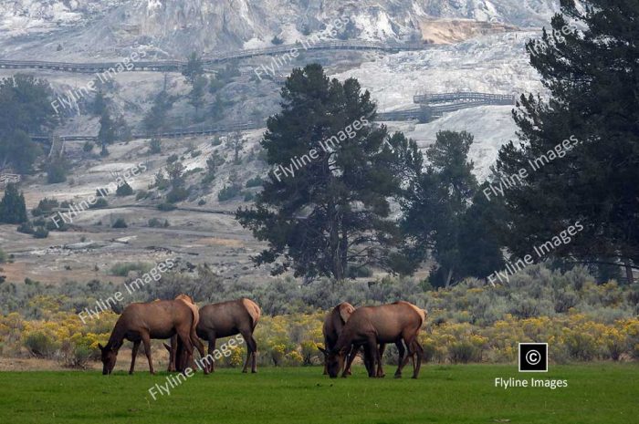 Elk, Mammoth Hot Springs, Yellowstone National Park