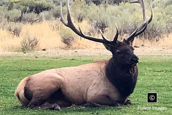 Yellowstone Elk, Bull Elk In Yellowstone