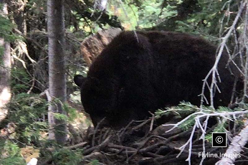Black Bears, Grizzly Bears, Yellowstone Bears