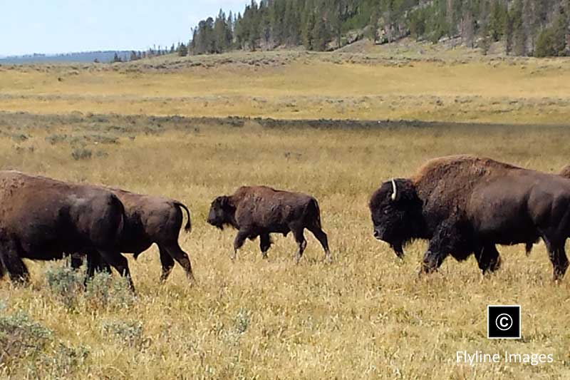Buffalo, Yellowstone Bison Herds